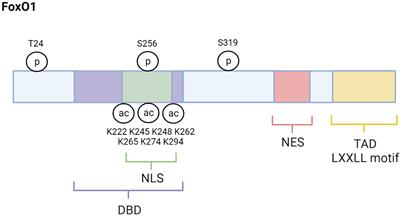 FoxO1 as a tissue-specific therapeutic target for type 2 diabetes